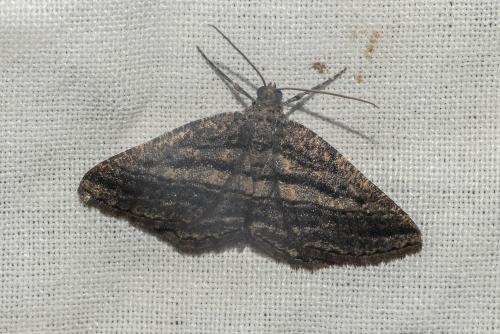 Rhoptria asperaria